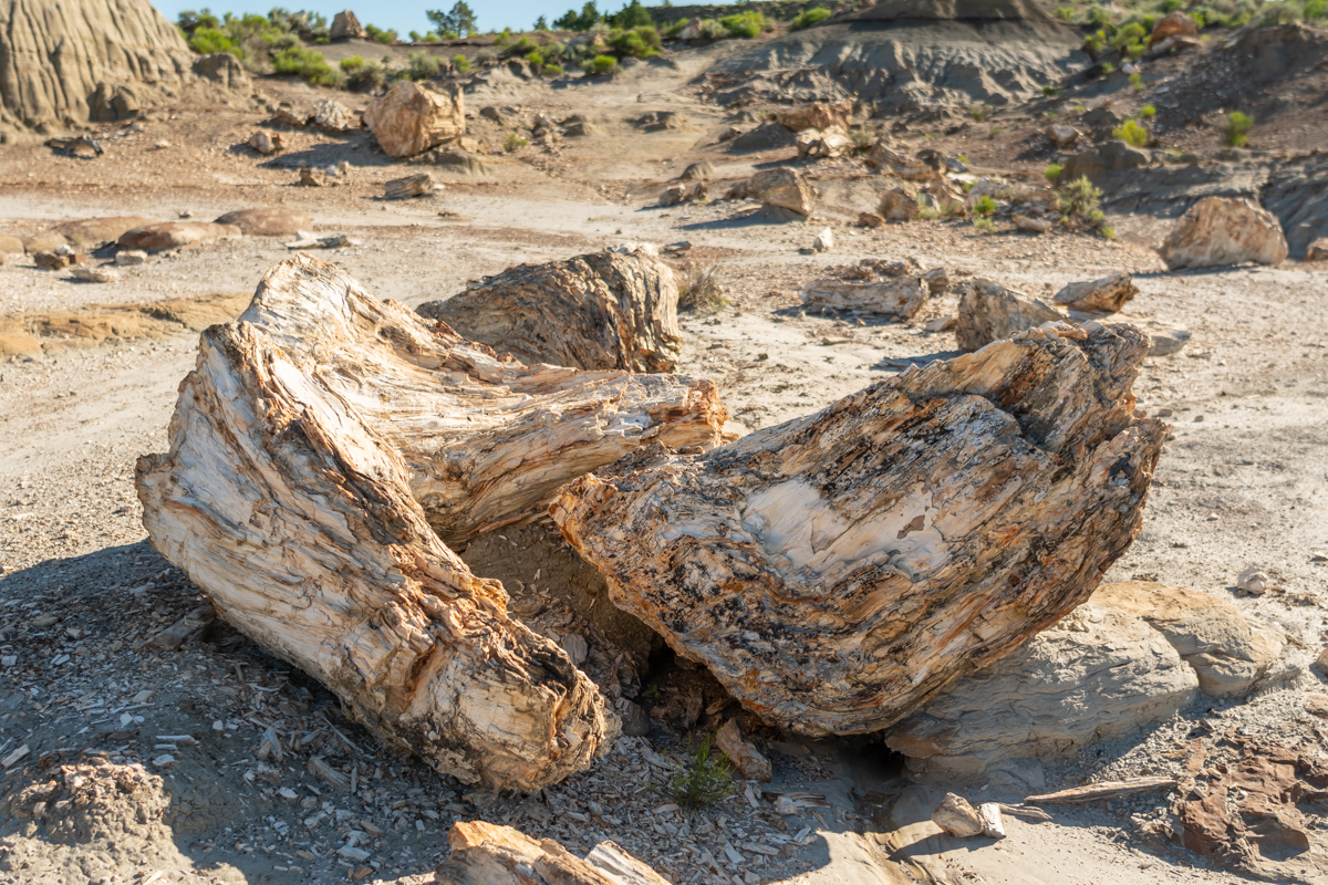 Broken Petrified Wood