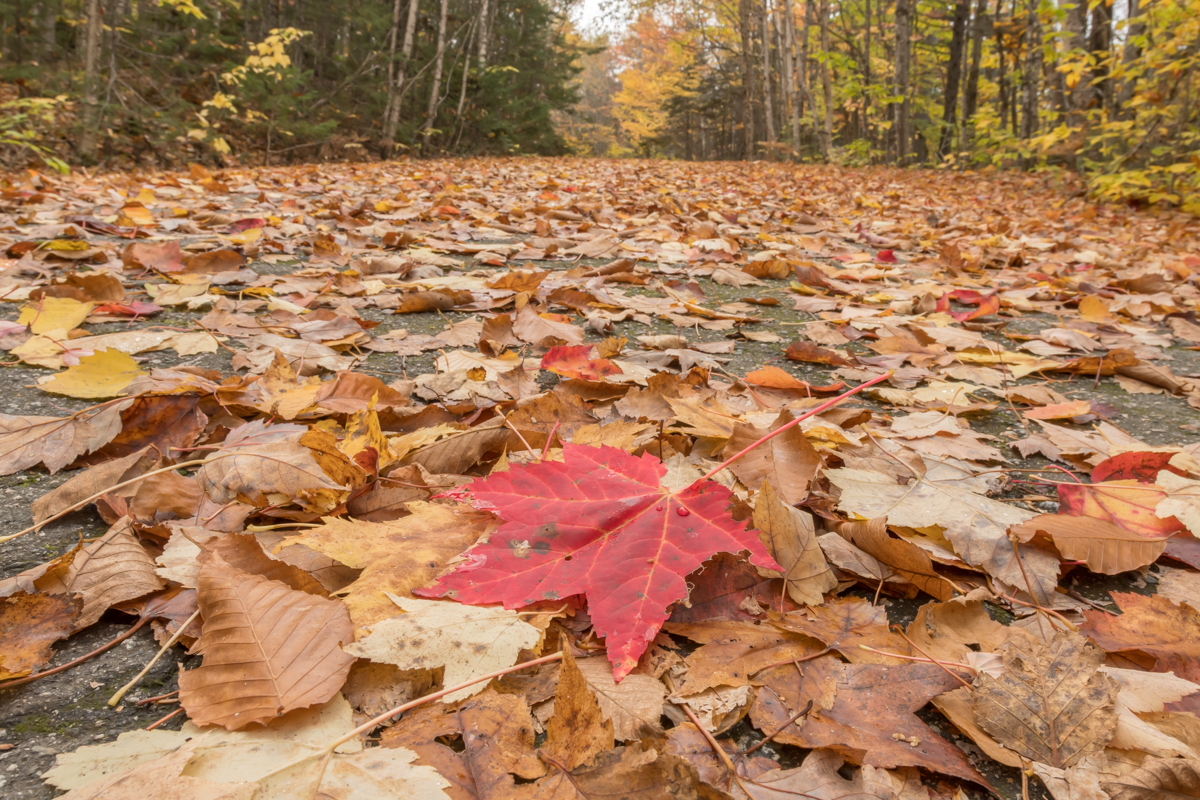 Red Leaf and Leaves Scattered Across Wide Trail