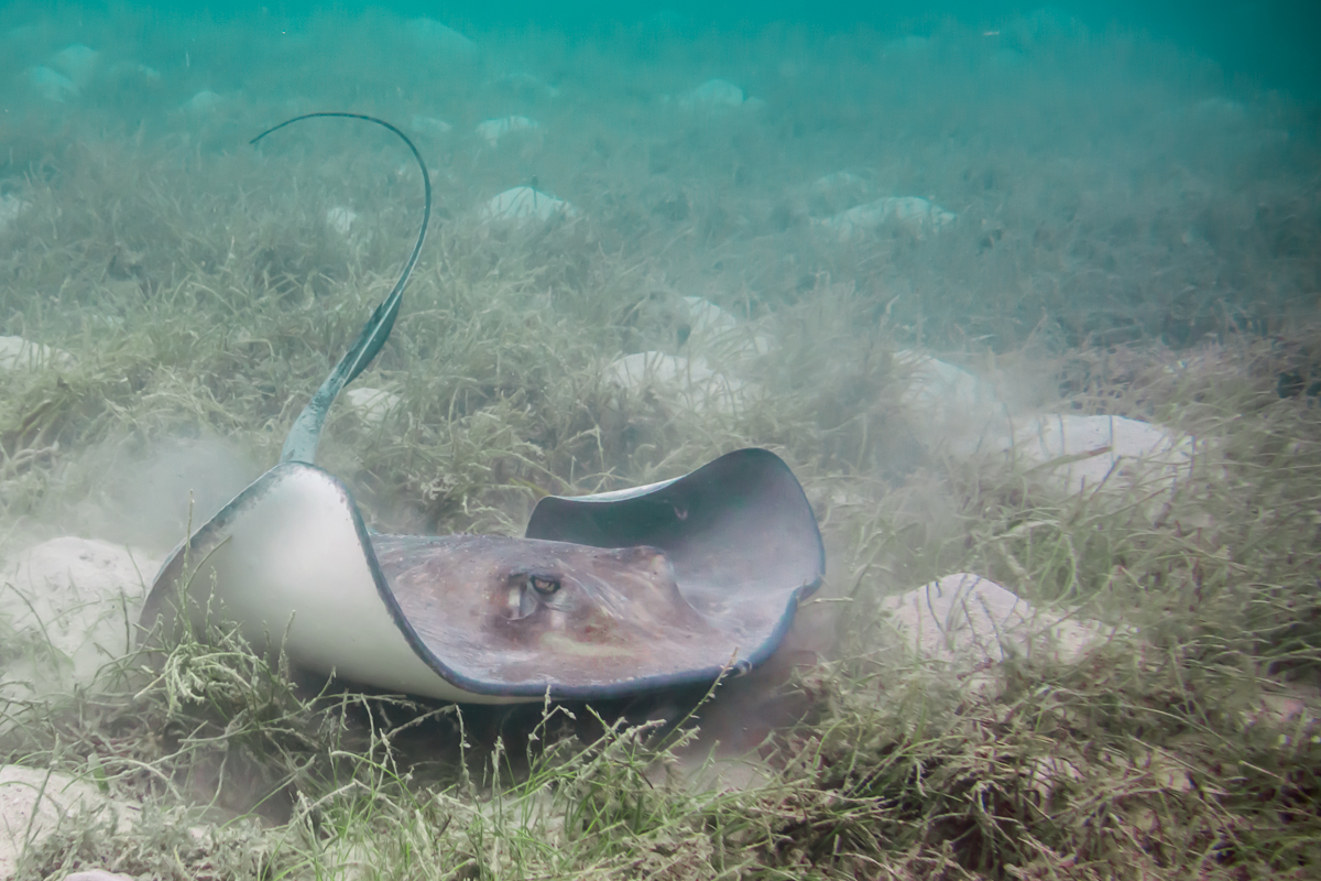 Southern Stingray Along Ocean Floor