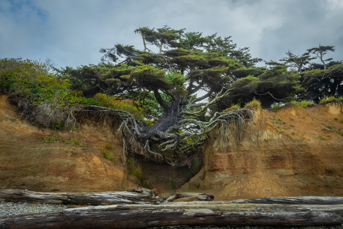 Tree Root Cave under Klaloch Campground