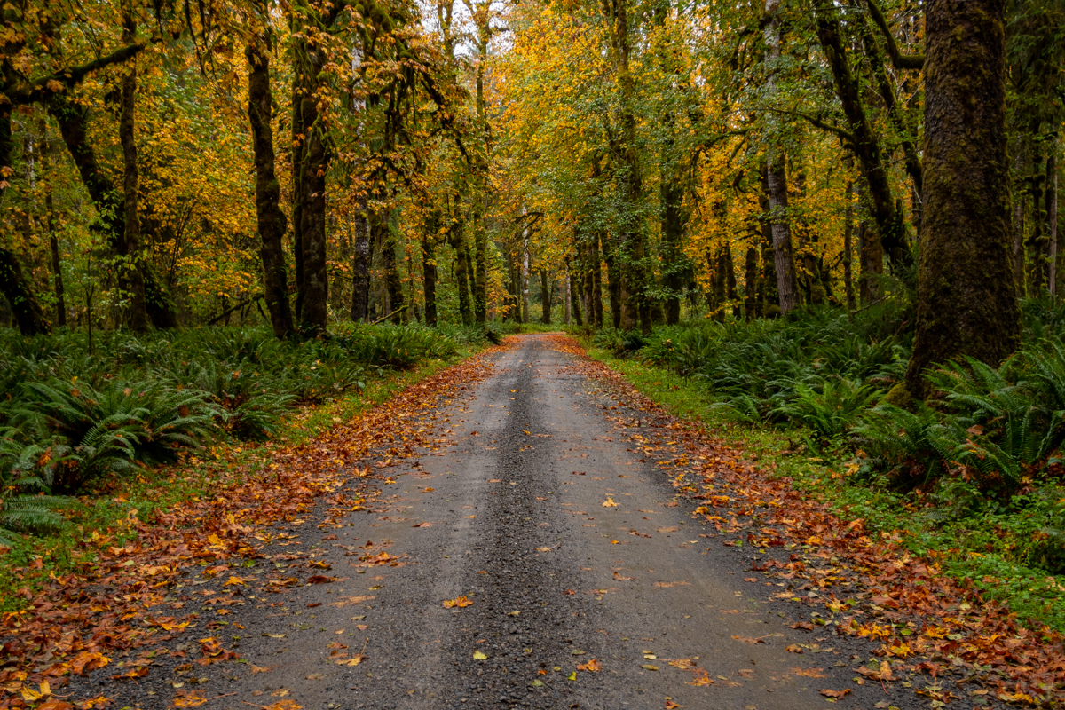 Road through Quineault rainforest