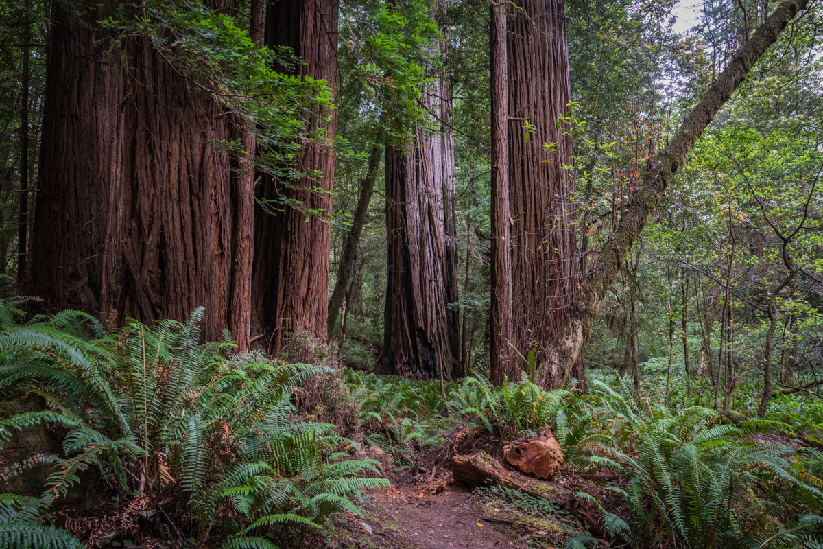 Trail Through Big Trees