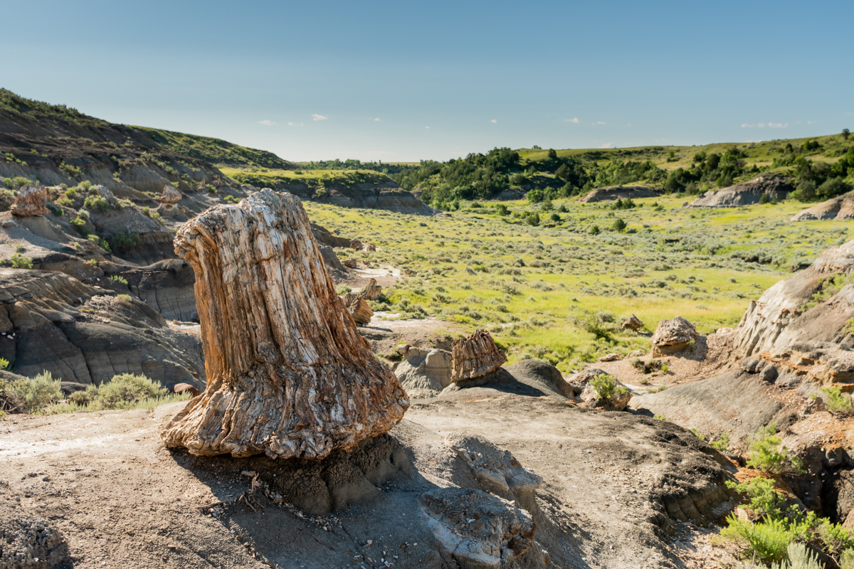 Large Petrified Stump Overlooks Valley
