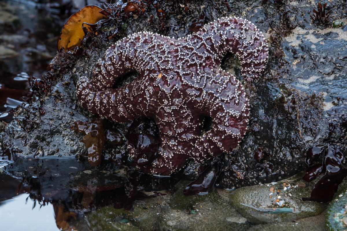 Purple Sea Star in Tide Pool