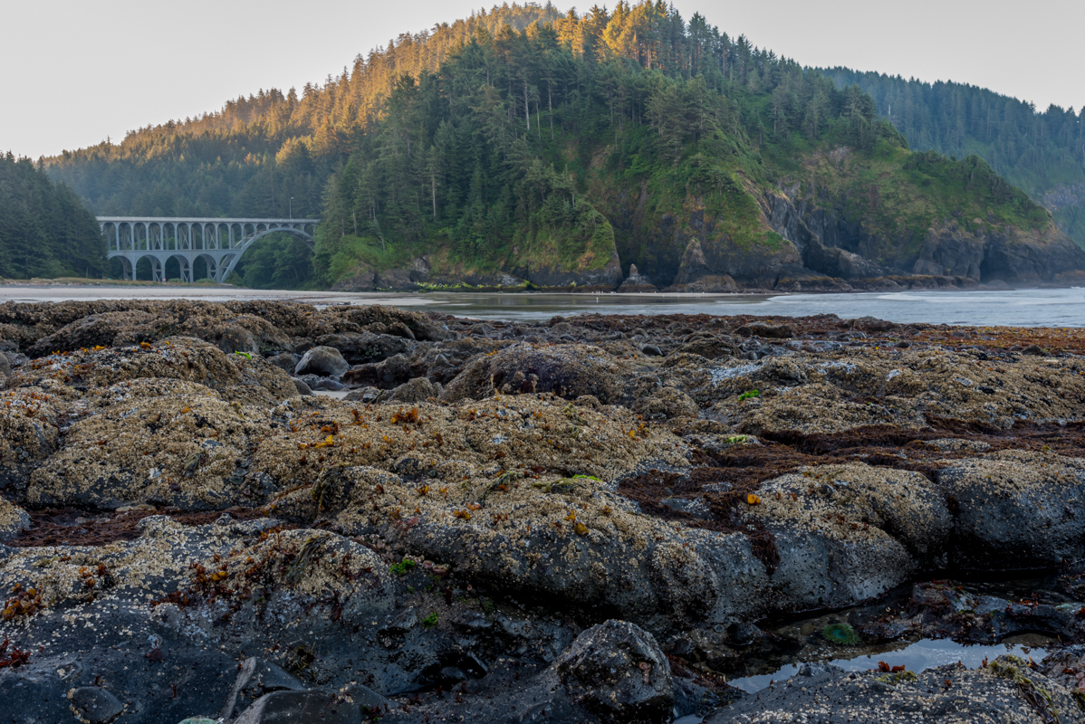 Tide Pools at Heceta Head