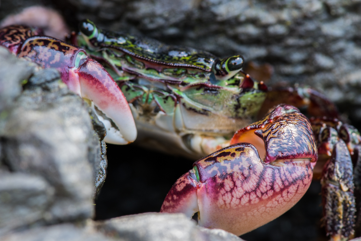 Colorful Crab in Tide Pool