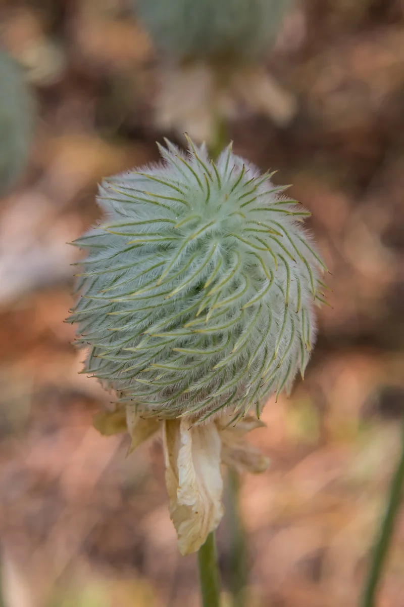 Seed Head of Anemone Flower Blooms in Wilderness