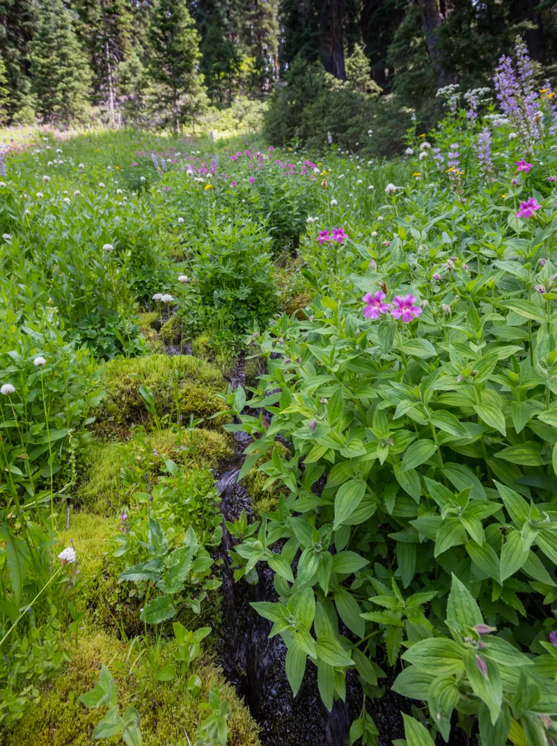 Creek Cuts Through Meadow of Wild Flowers