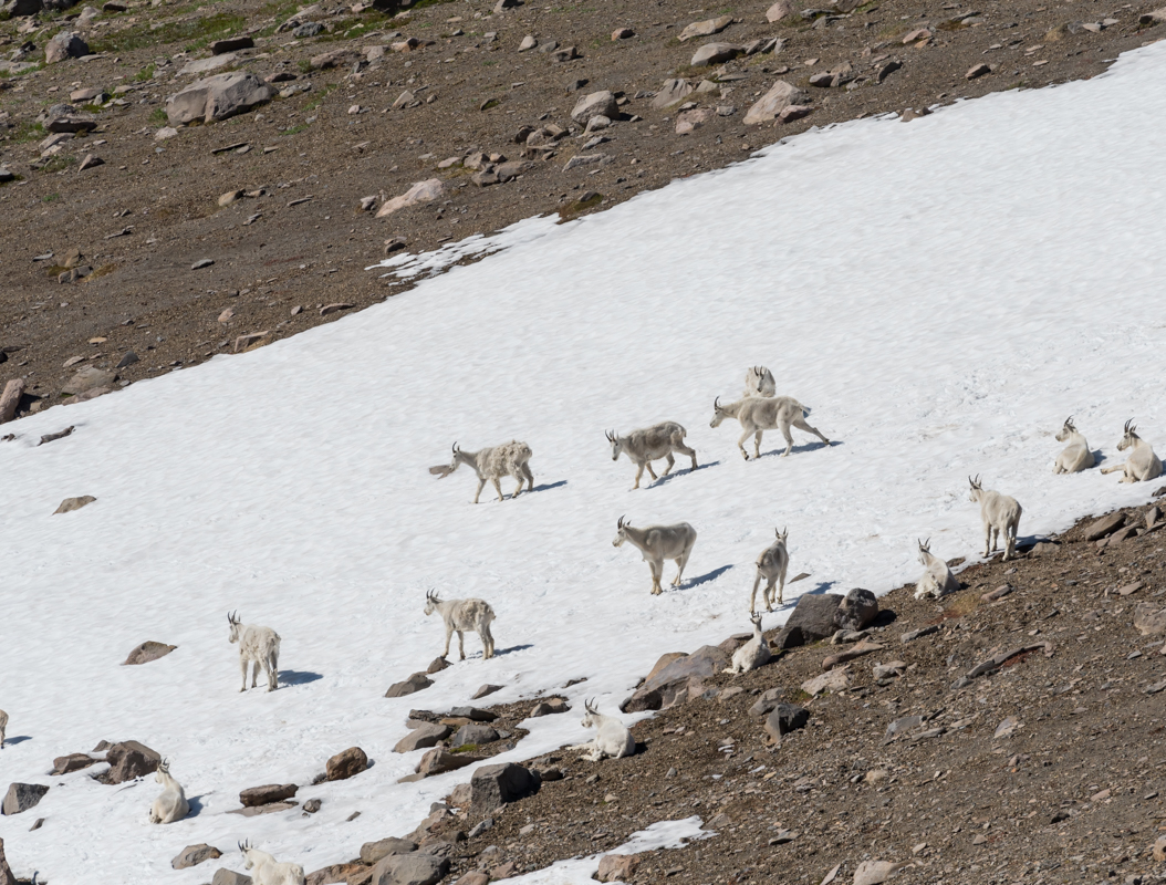 Mountain Goat Herd on Snow Across Rocky Mountain