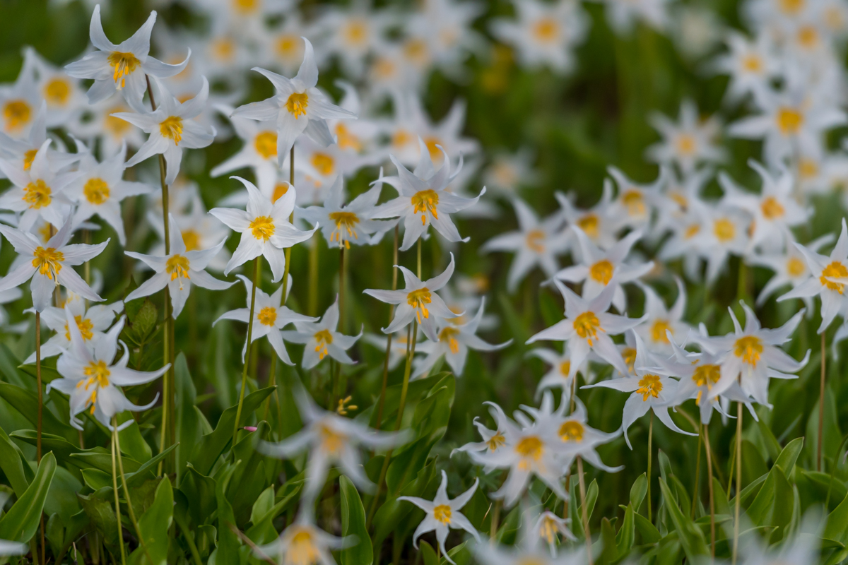 Avalanche Lilies Blooming