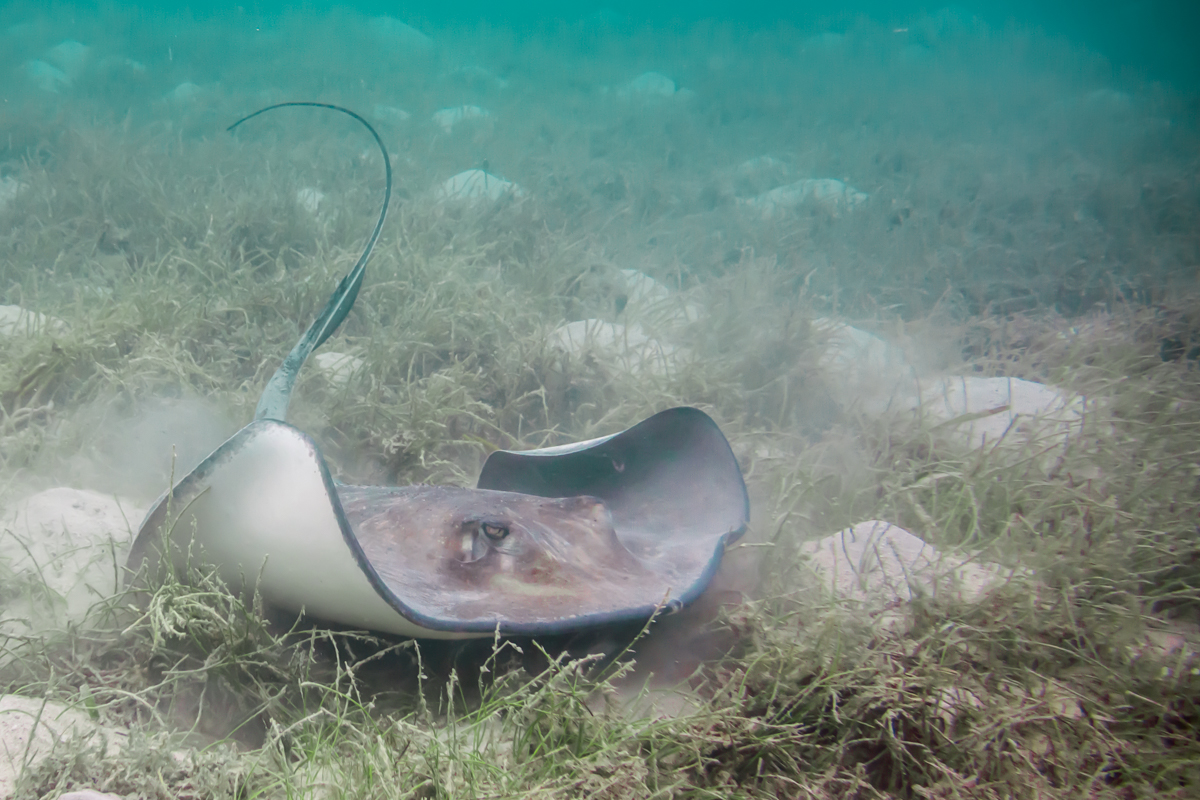 Southern Stingray Swimming