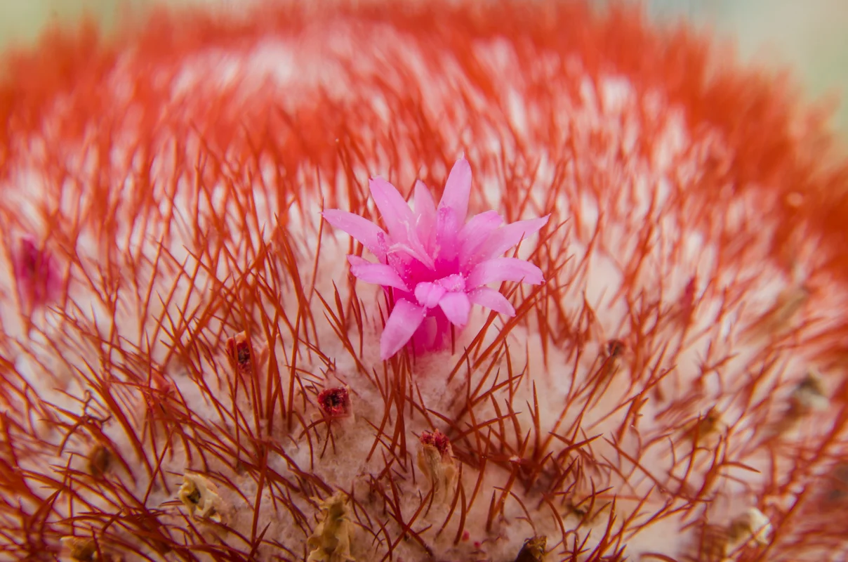 Pink Barrel Cactus Flower