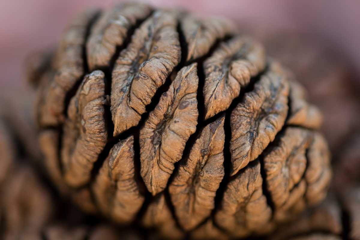 Detail on Sequoia Seed