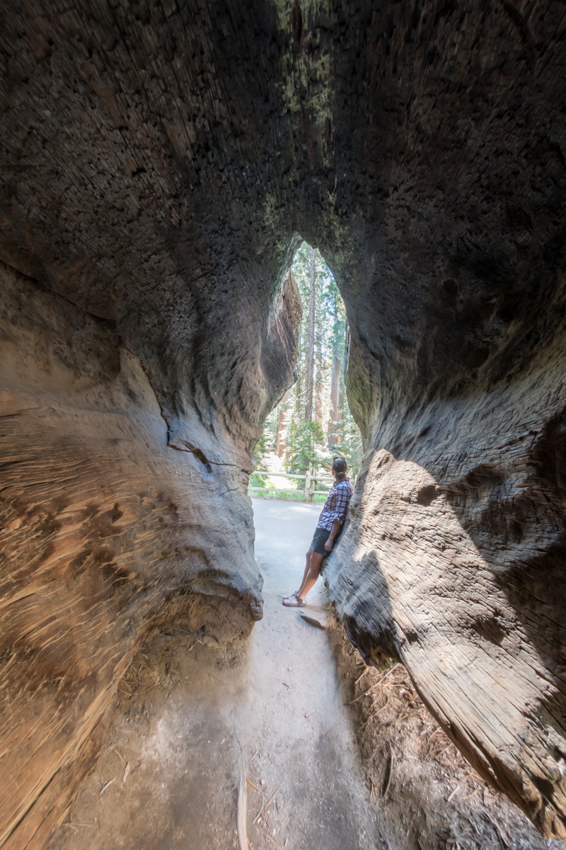 Woman Leans on Sequoia Trunk