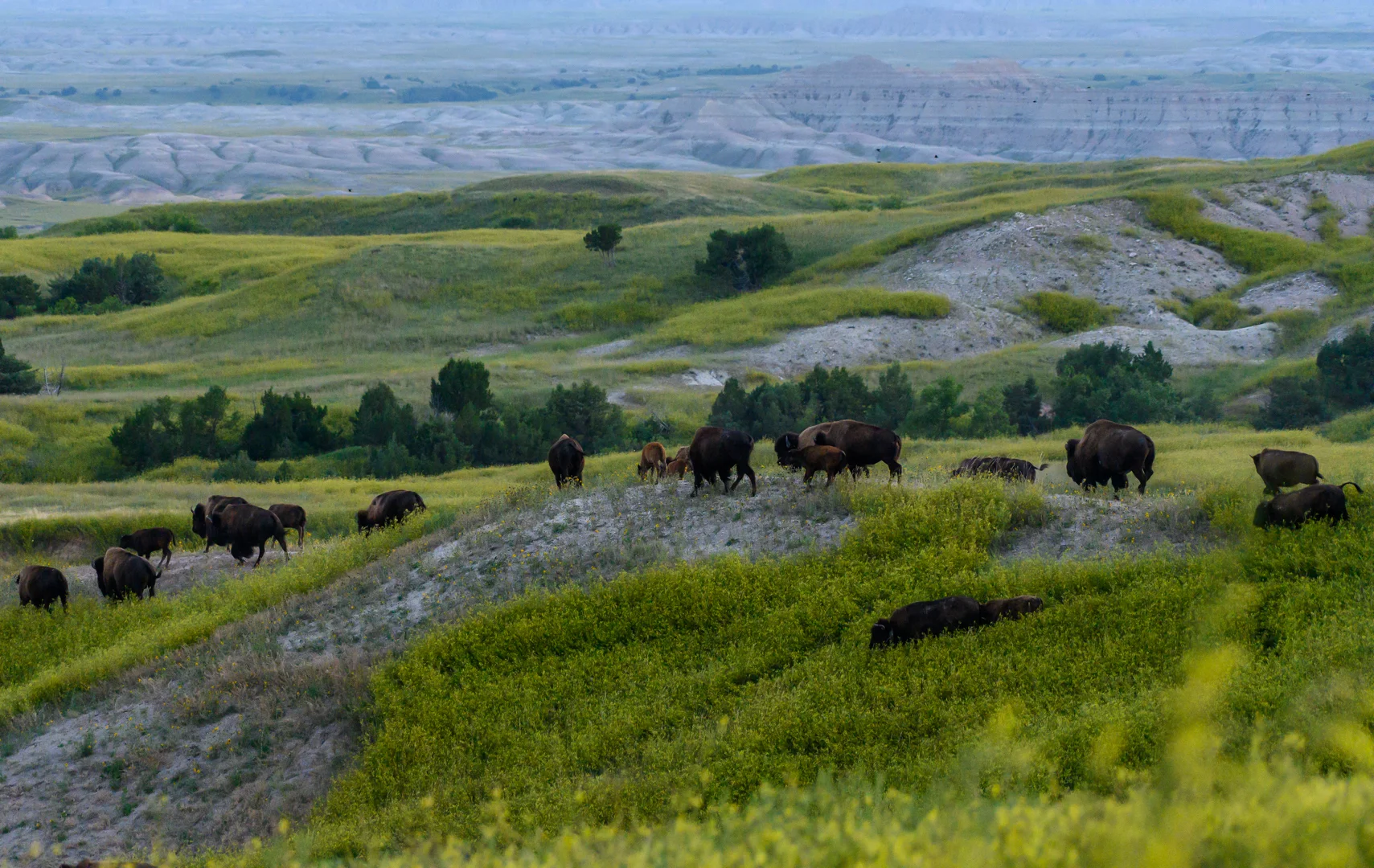 Herd of Bison Migrate Over Rolling Hills