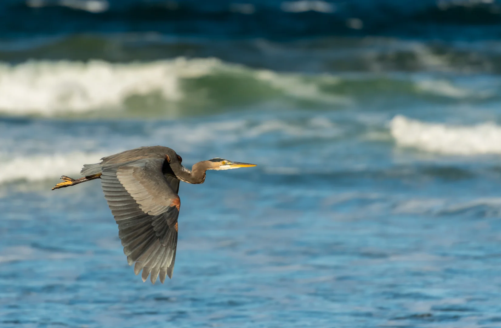 Blue Heron Flies in Front of Blue Water