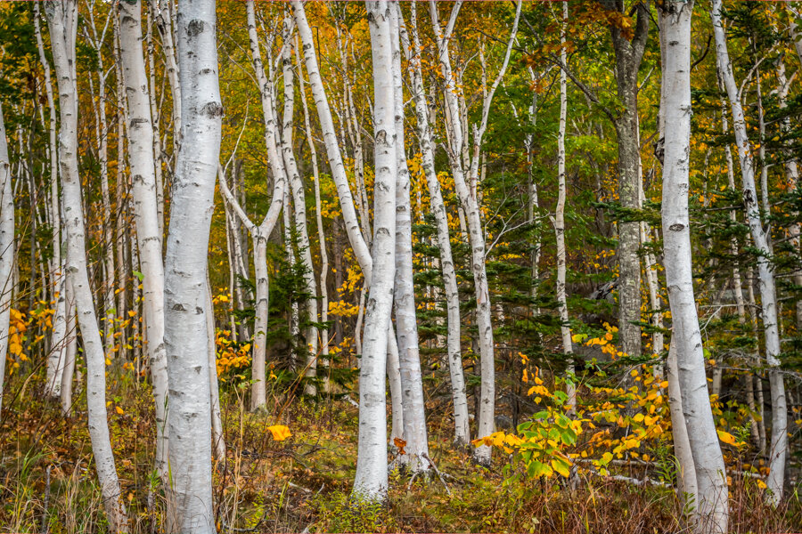 White Paper Woods