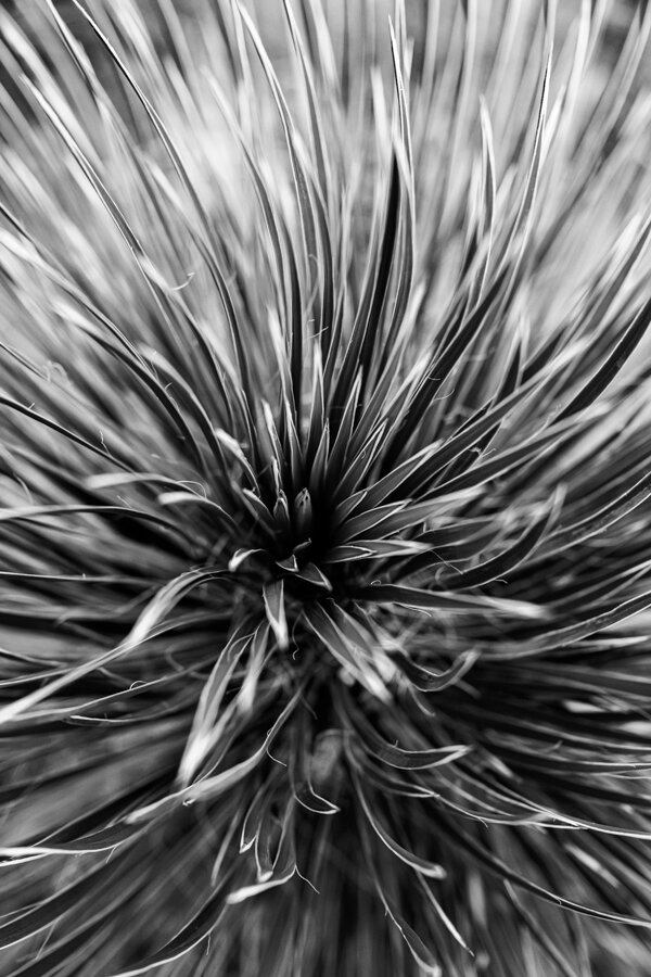 Yucca Spirals