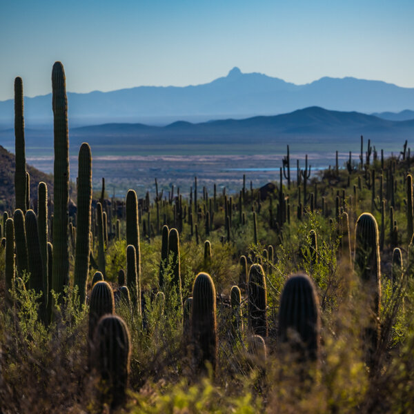 Valley of Cacti
