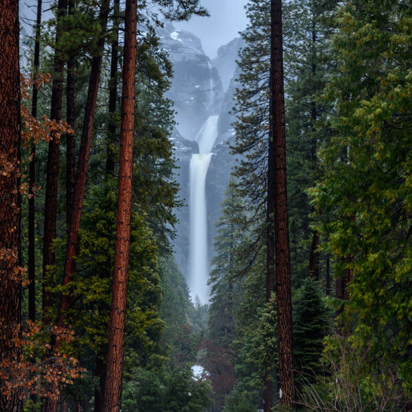 Towering Pines