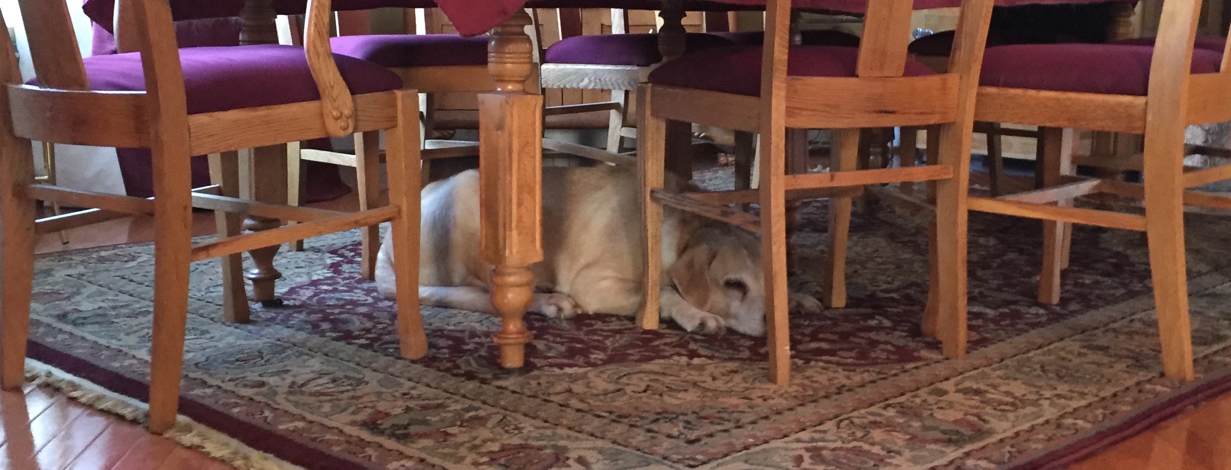  My dog chooses to continue napping undisturbed!