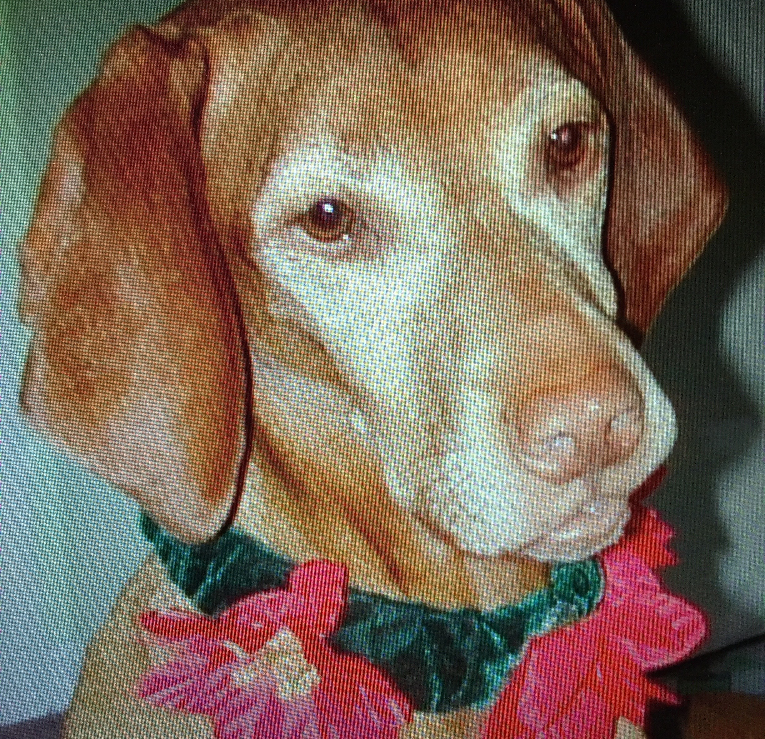 Happy Holidays and fond memories of Augustine. The above picture is not of Augustine, but of his "bride," Nancy Drew dressed in Holiday finery.