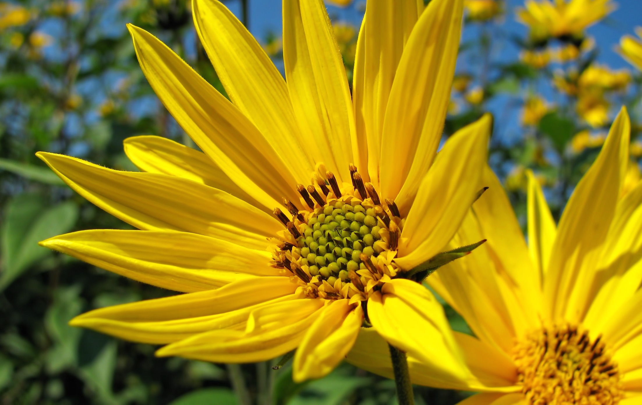 sunflower-cropped.jpg
