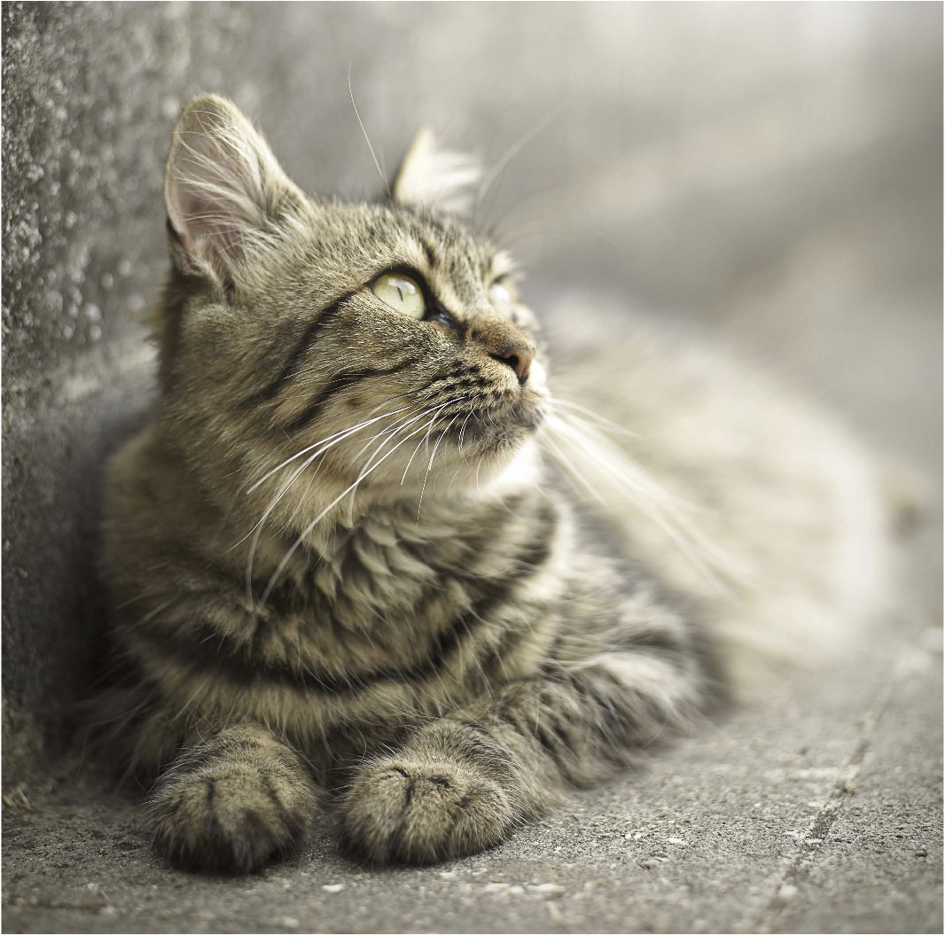 Pets feature banner.jpg