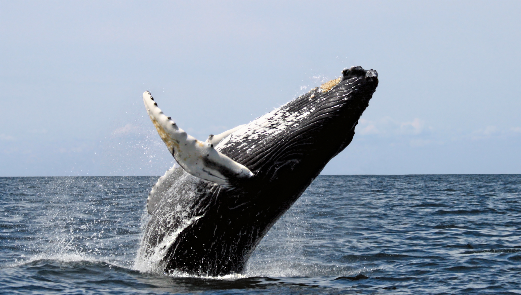Whale, breaching, Stellwagen Bank National Marine Sanctuary, August 20, 2007. Credit: Wikimedia