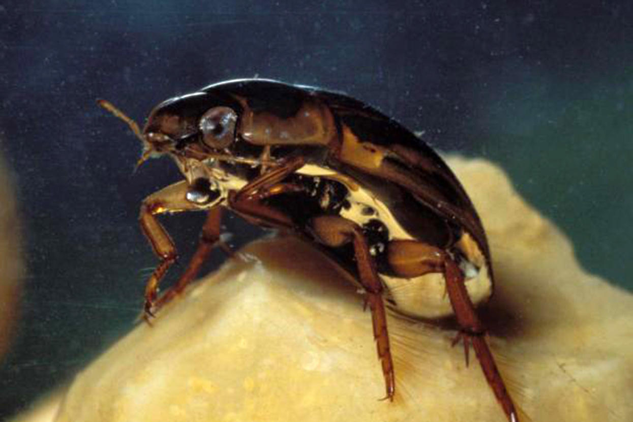 Predaceous diving beetle with air bubble. Credit: Jim Rathert/Missouri Department of Conservation