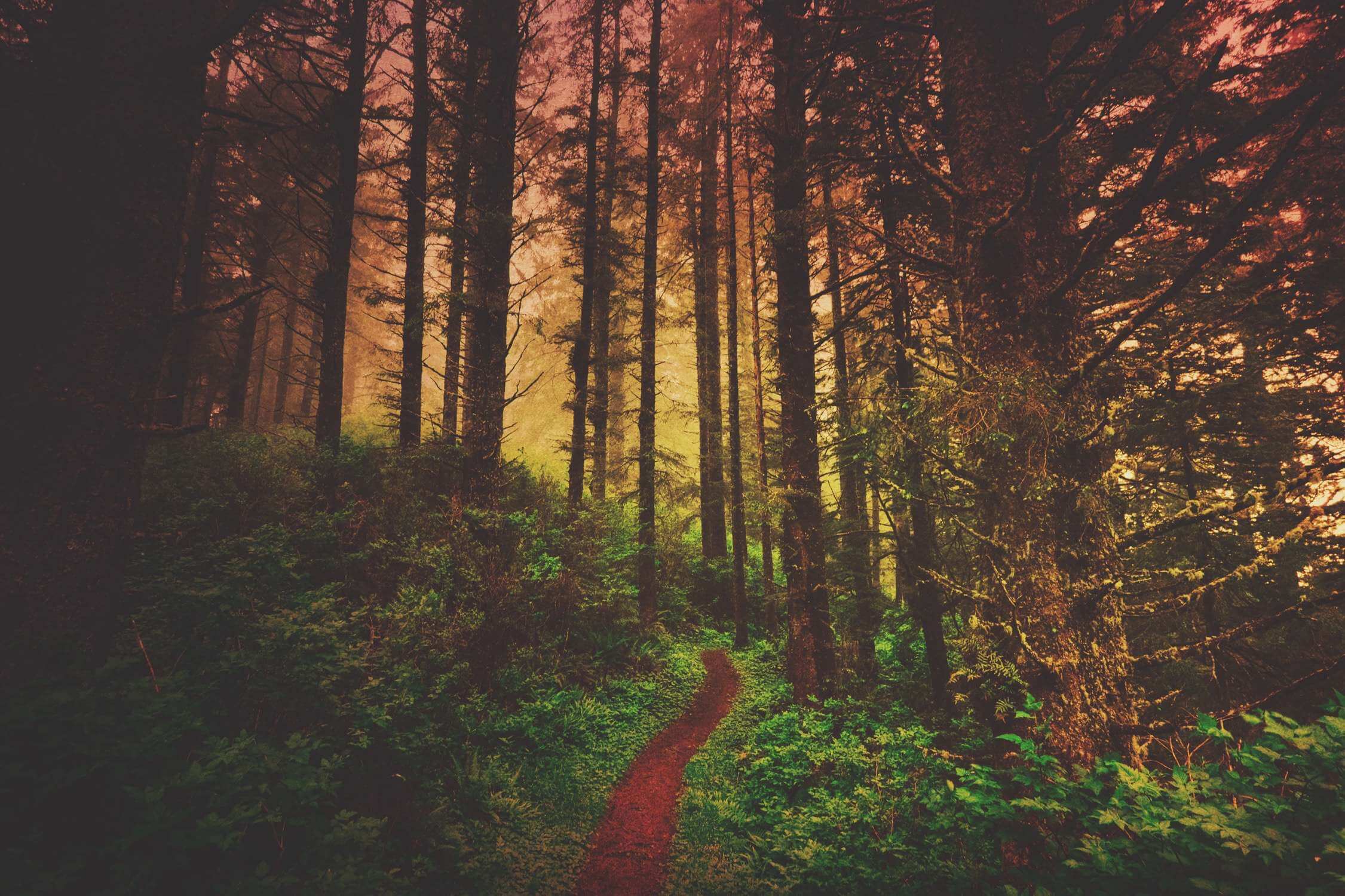 Wolfswood-JPAKDVL.jpg