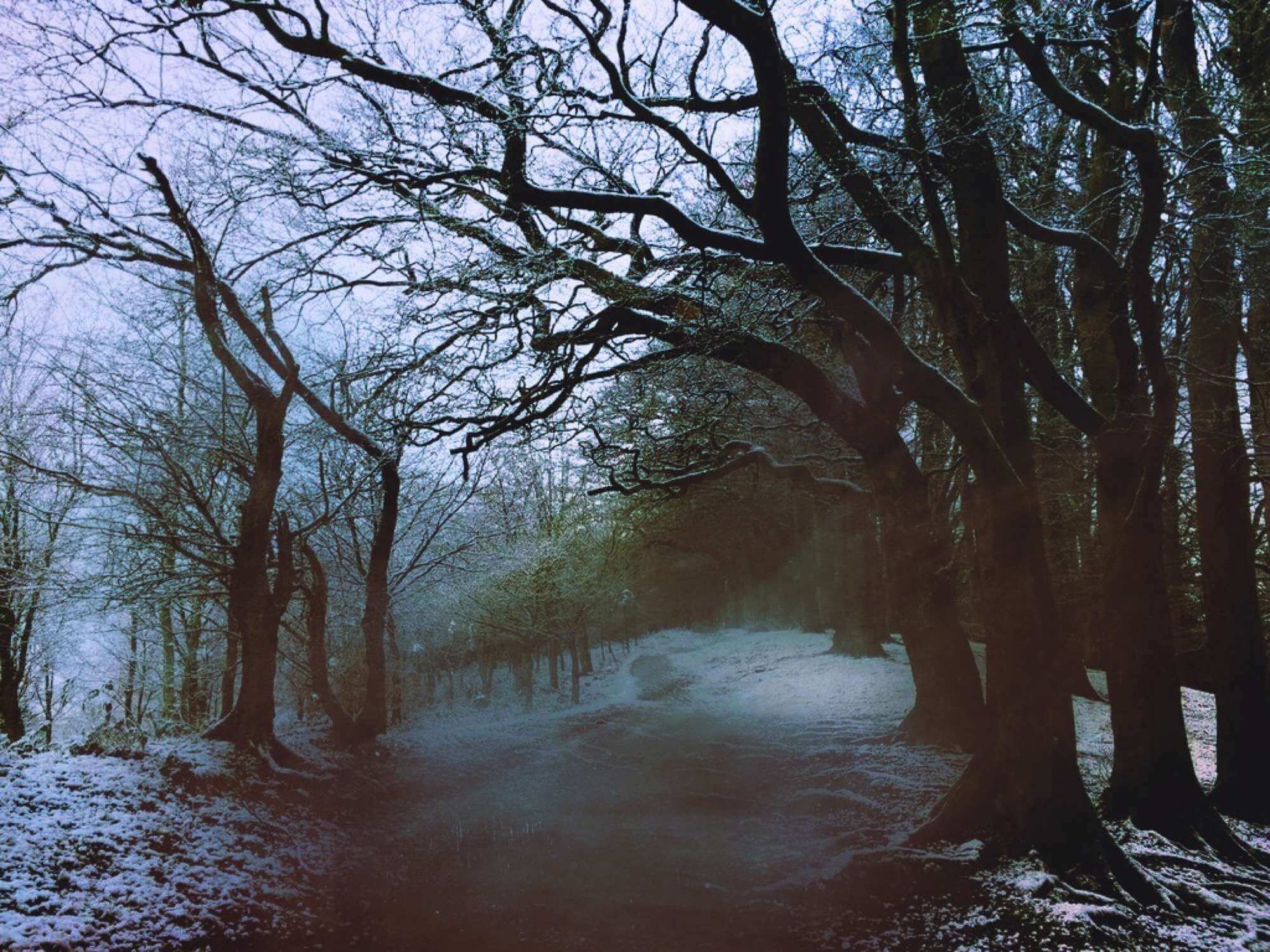 Winter-Walk-NIHCBEP.jpg