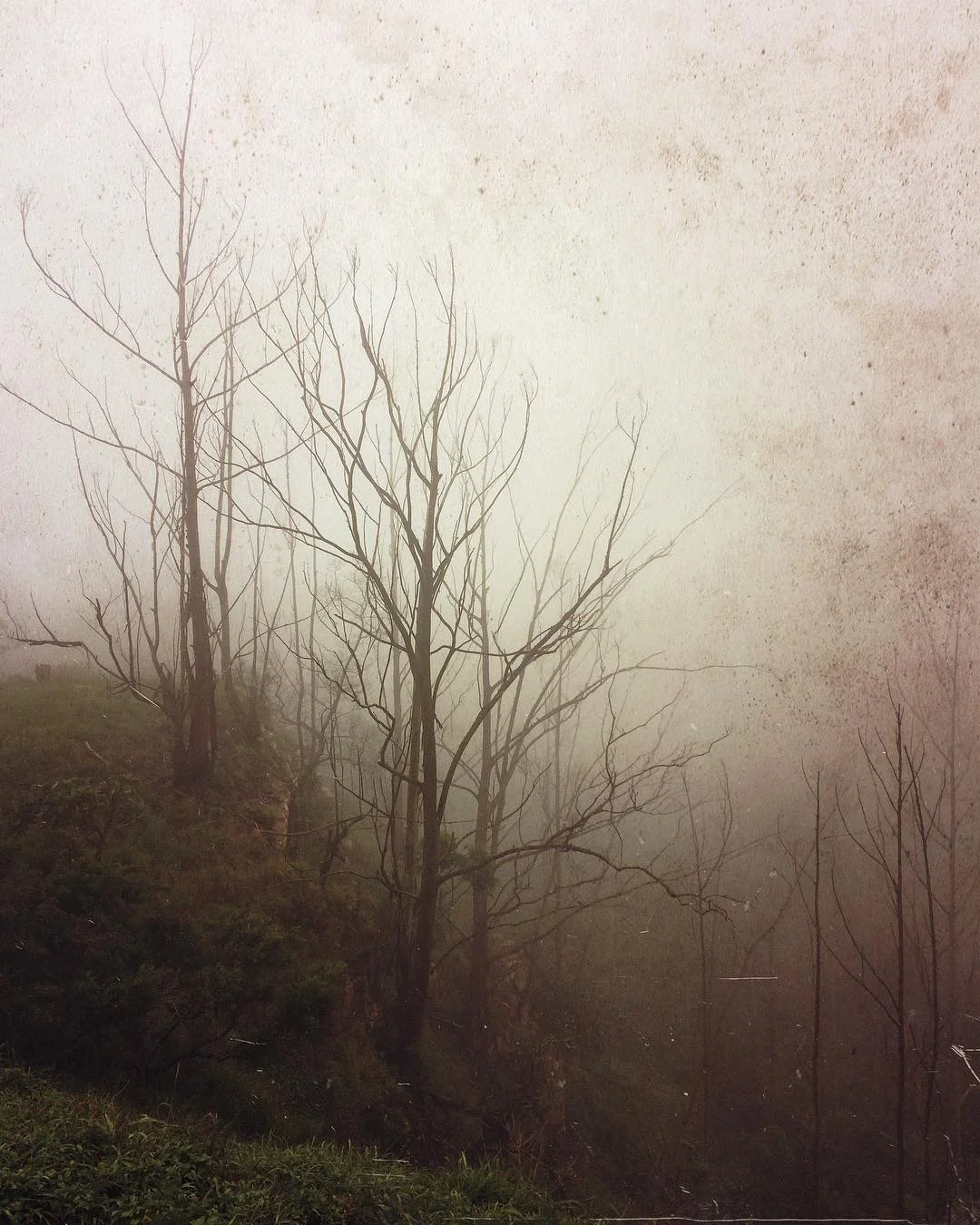 mariahalv - (YCNRADP and GRRHDUN).jpg