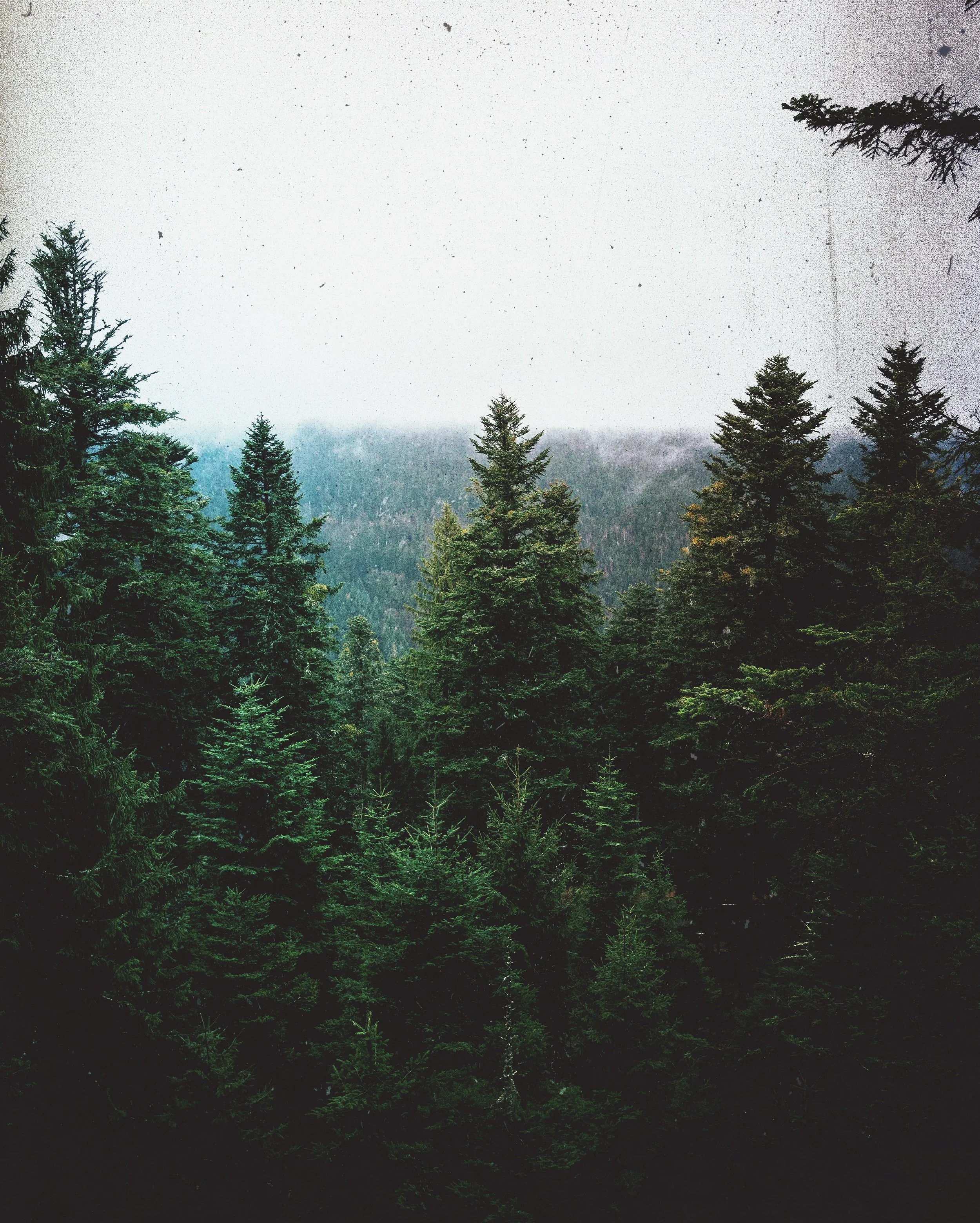 Black Forest 1 EDIT.jpeg