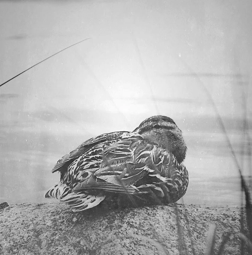 freelittleblackbird - EDGMIKY.jpg
