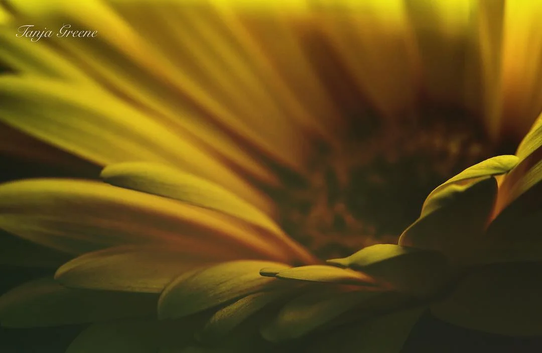 magical_nature1 - GWTPIEF.jpg