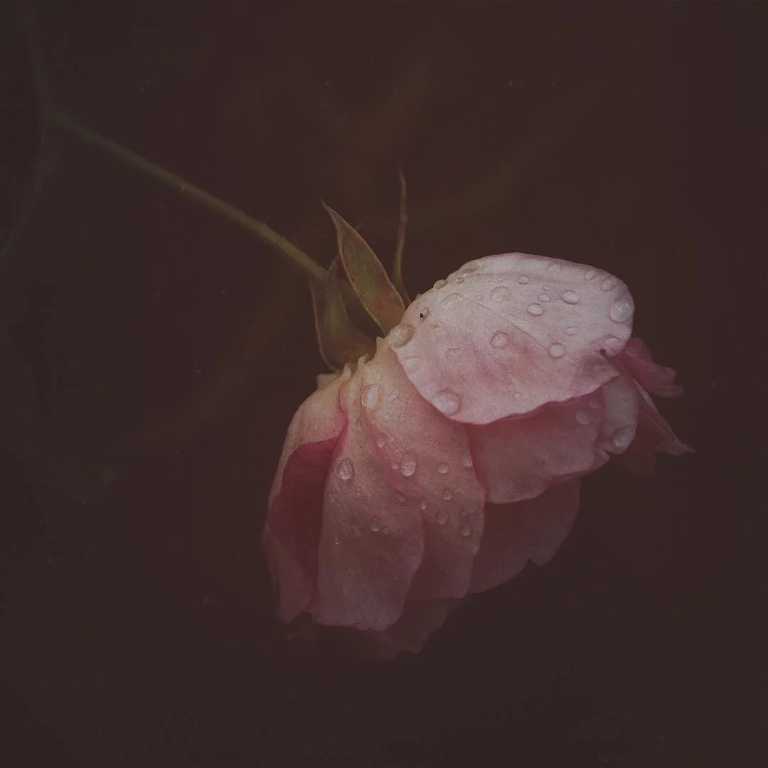 momentsforever1 - JQSWWPR.jpg