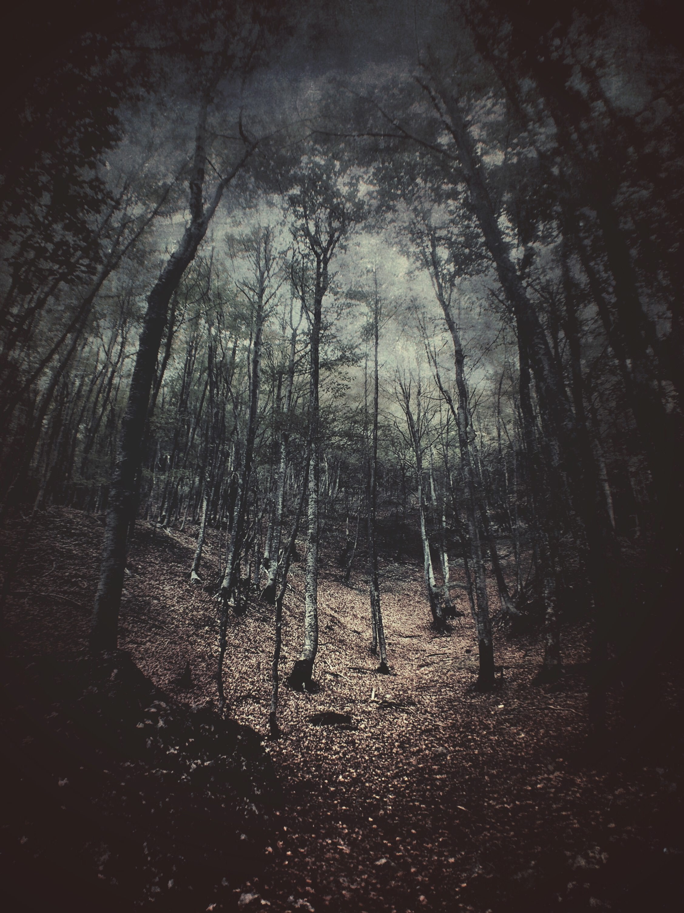 trees-1469694184635.jpeg