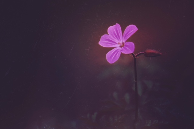 Unknown-13.jpeg
