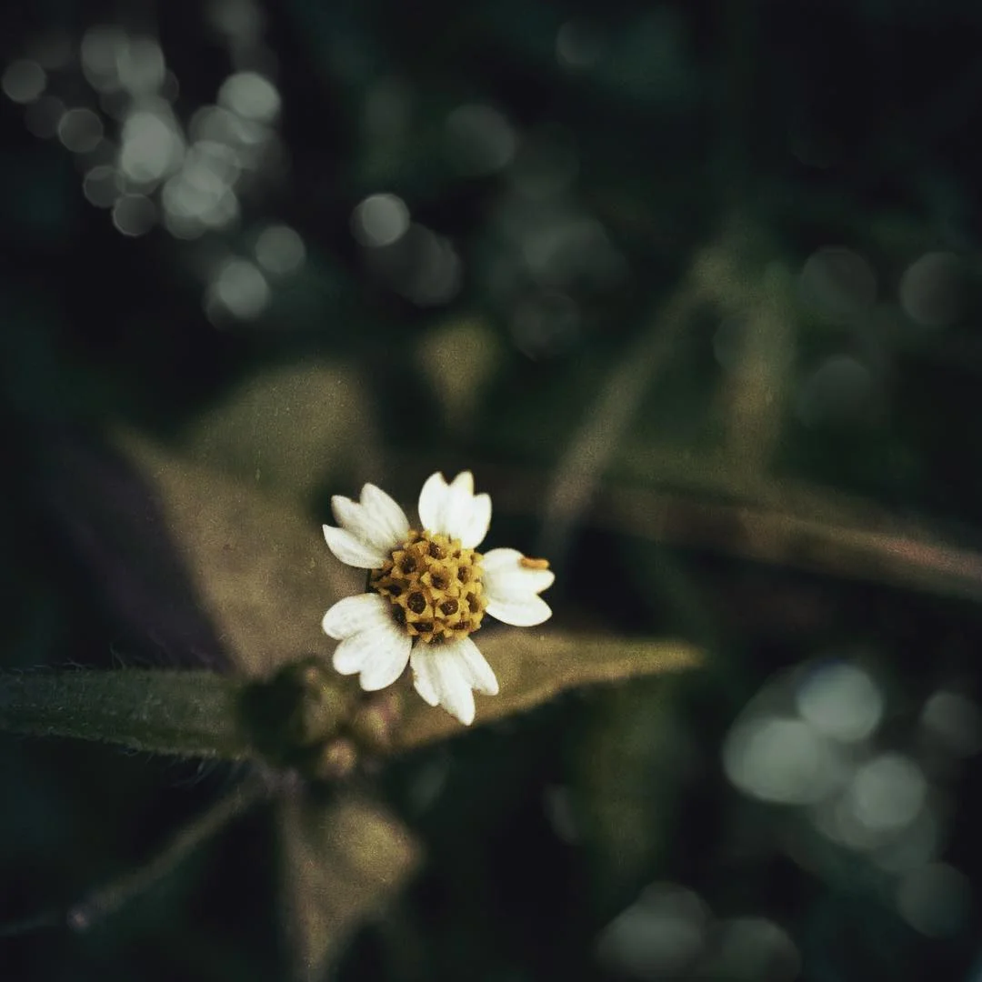 @t0_rch - 1.jpg