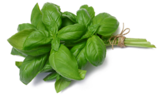 wesleyTeaTree.png