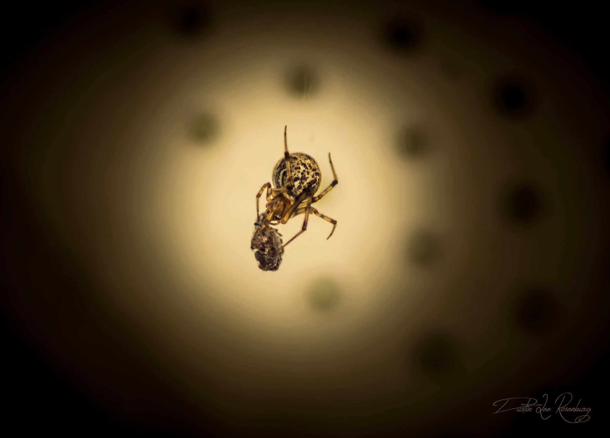 Rosenburg Critters (1).jpg