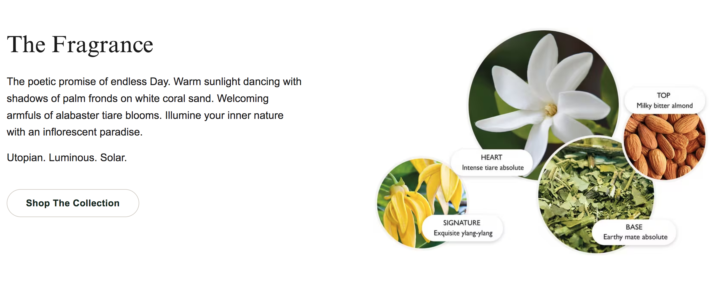 Flora Luminare Fragrance Notes.png