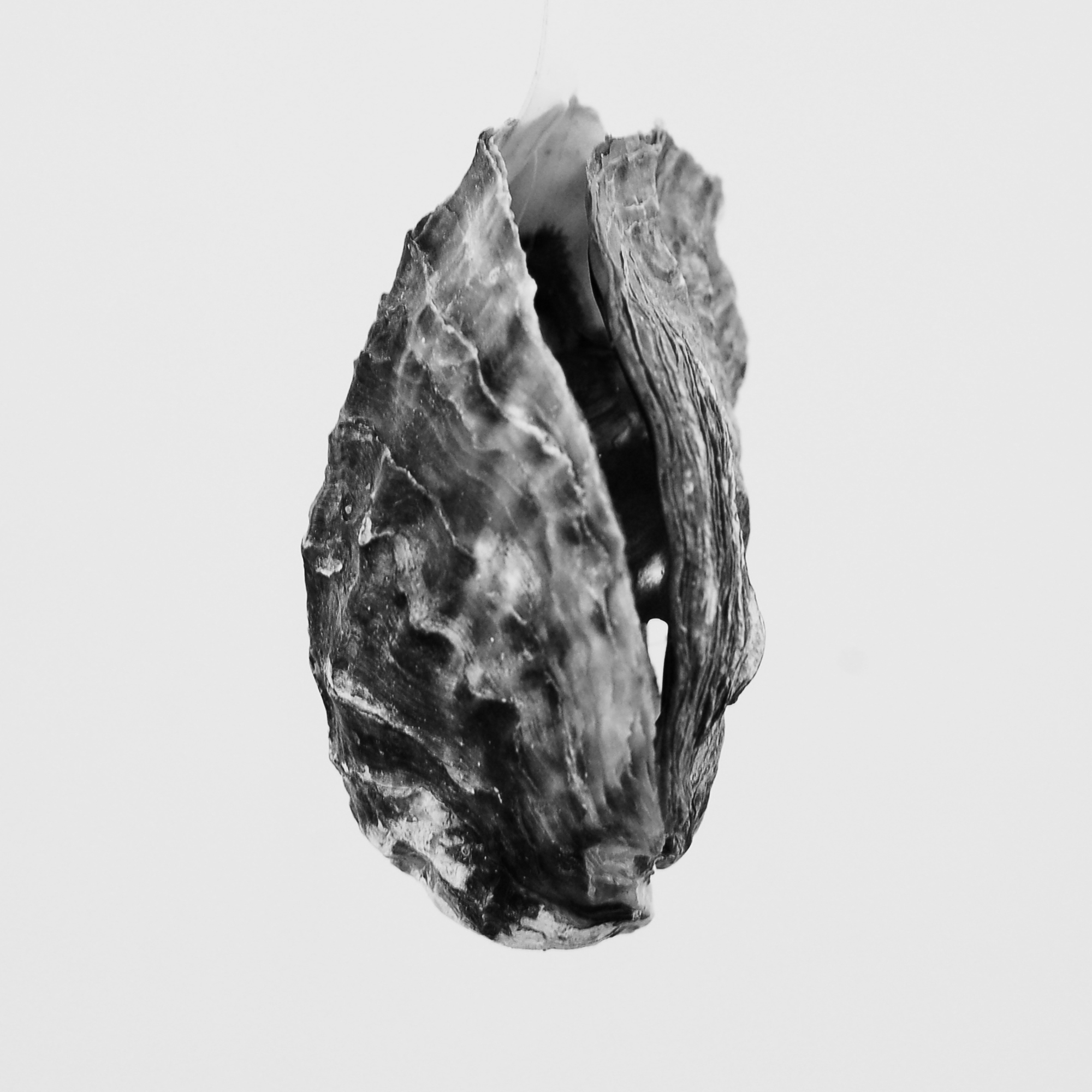 oyster 03.jpg