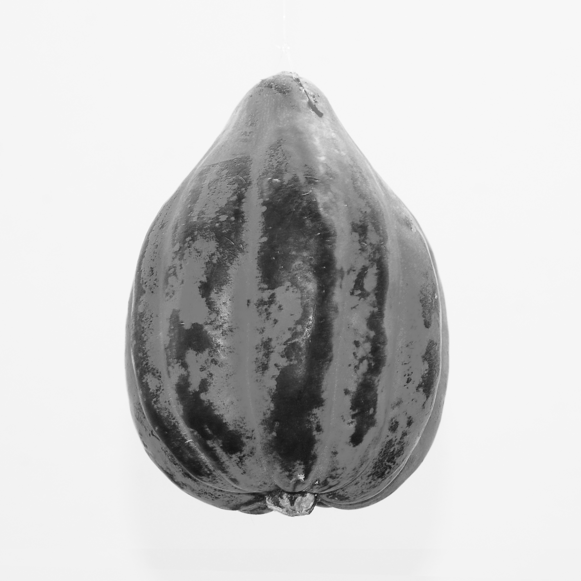 squash 02.jpg
