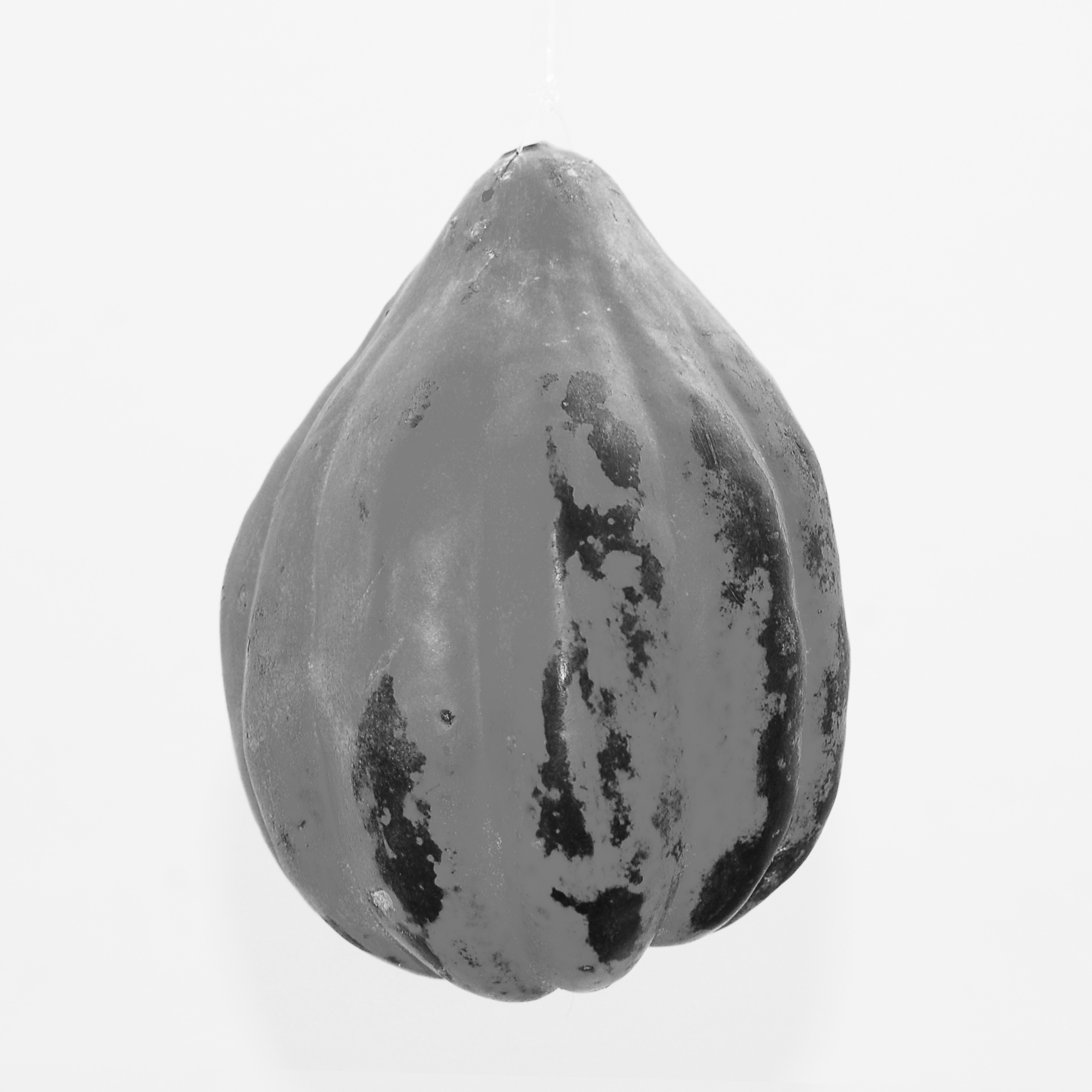 squash 03.jpg
