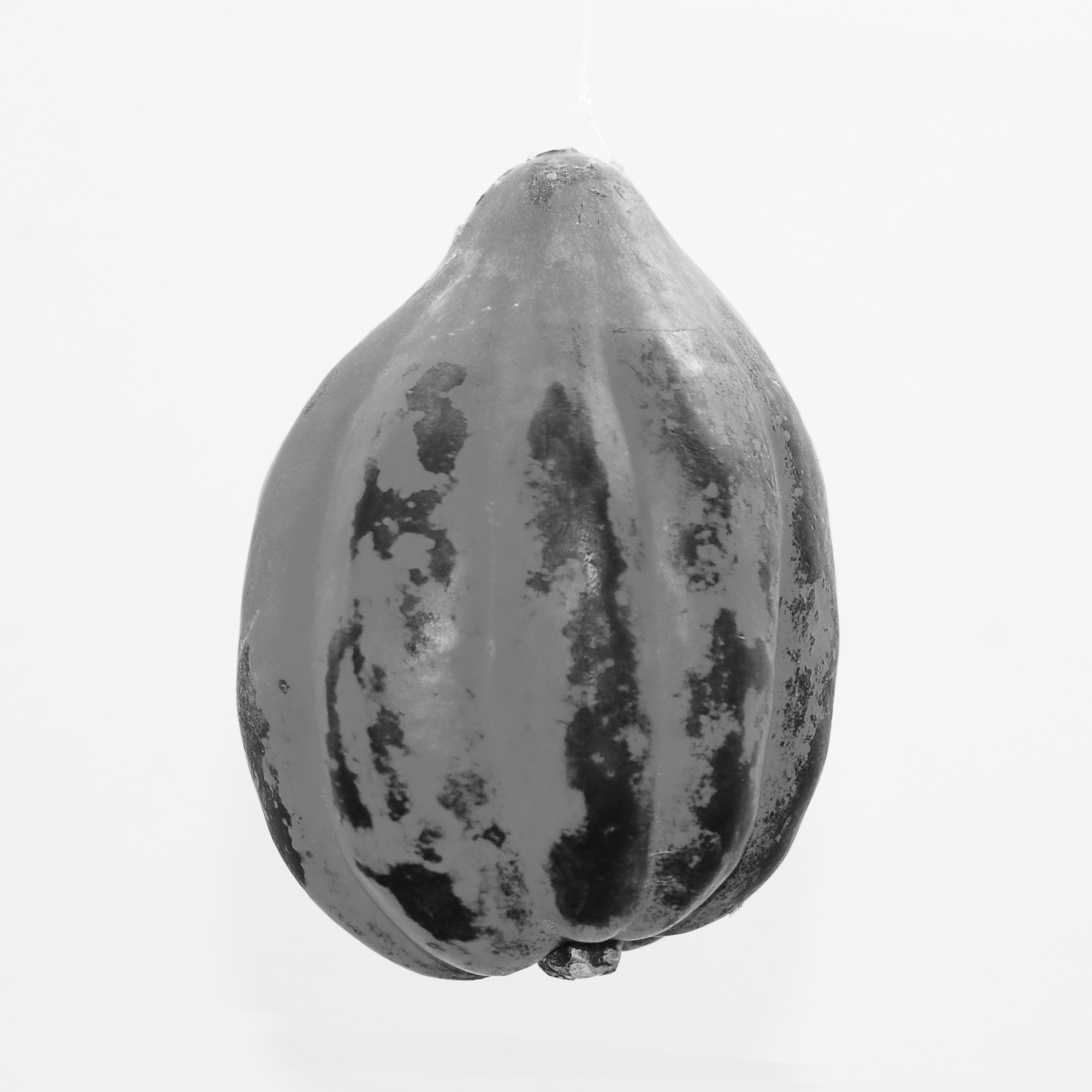 squash 01.jpg