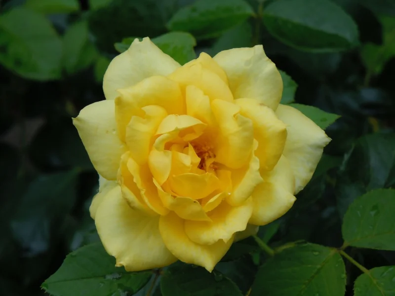DSCN1140.jpg