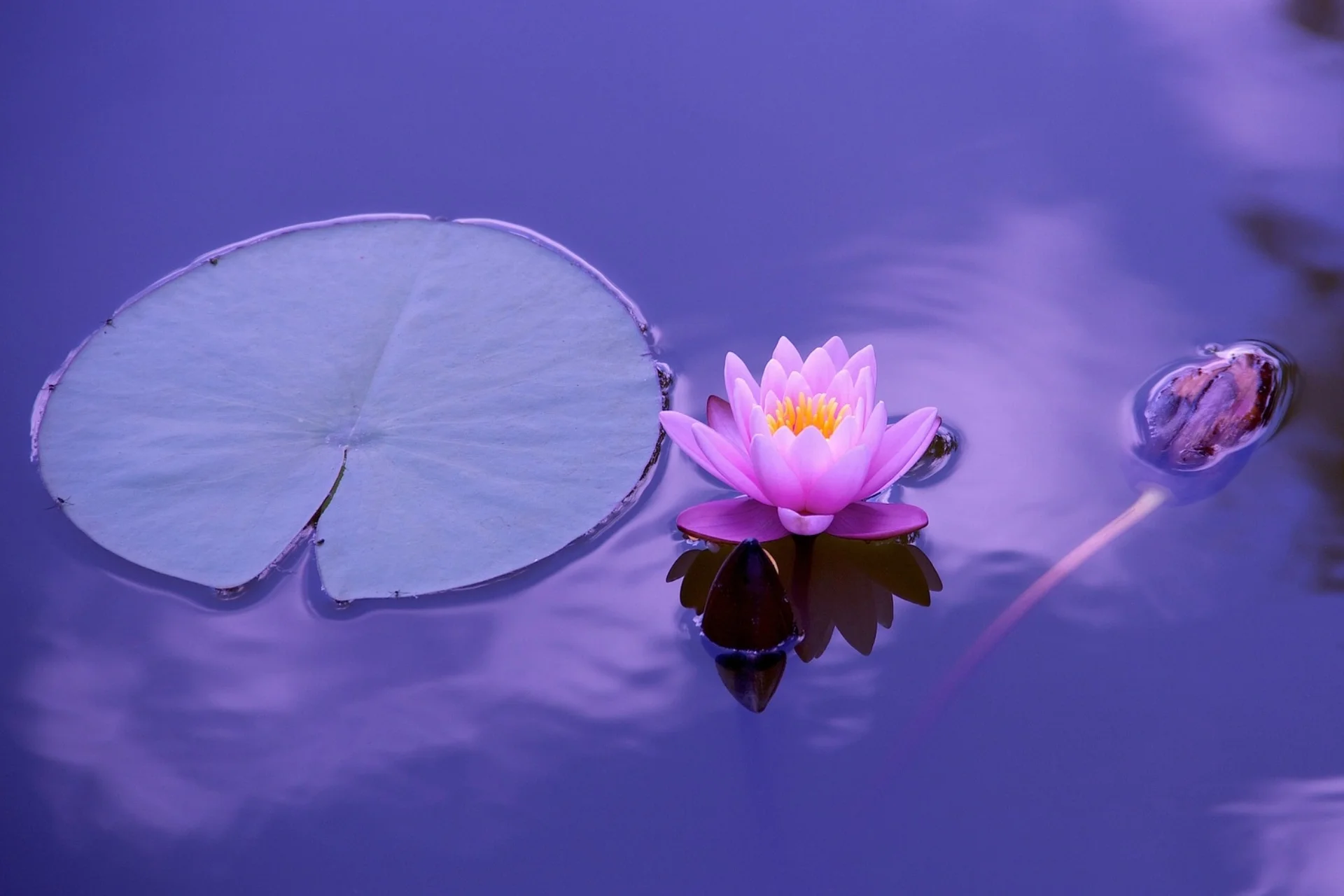 lotus-1205631_1920.jpg