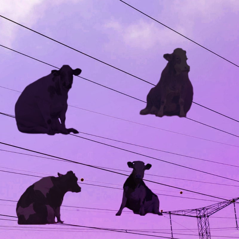 flock of cows.png